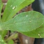 Gamochaeta purpurea Leaf