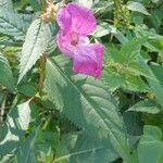 Impatiens glanduliferaΛουλούδι