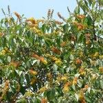 Byrsonima crassifolia Fleur