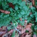 Cardamine flexuosa Flower