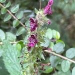 Stachys sylvatica Λουλούδι