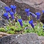 Gentiana angustifolia Floare