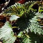 Urtica urens Leaf