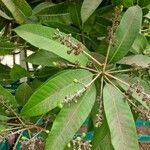 Mangifera indica 果實