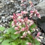 Heuchera parishii Цвят