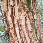 Erythrina abyssinica Bark