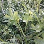 Ranunculus parviflorus Hábito