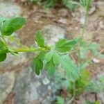 Capnoides sempervirens Leaf