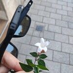 Vesalea grandifolia Blomma