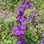 Delphinium orientale List