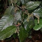 Sorocea pubivena Otro