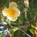 Stewartia rostrata Flor