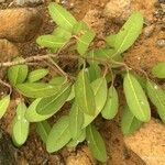 Pichonia lecomtei Plante entière