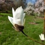 Magnolia salicifolia Λουλούδι