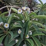 Plumeria albaFlower