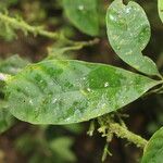 Chrysochlamys glauca Hoja