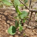 Cordia monoica Hoja