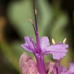 Salvia pachyphylla Цвят