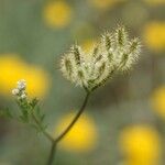 Torilis leptophylla Fruto