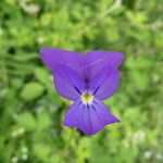 Viola bubanii Fiore