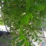 Carya illinoinensis Folha
