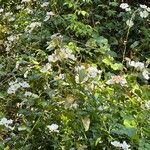 Rosa sempervirens Habitat