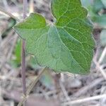 Mikania micrantha Leaf