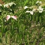 Cornus capitata 叶