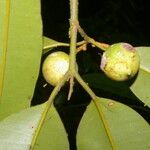 Calophyllum brasiliense Fruit