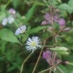 Erigeron strigosusBlodyn