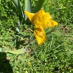 Iris variegata Levél