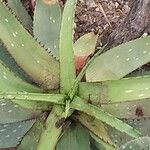 Aloe microstigma Leaf