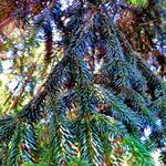 Abies nordmanniana Feuille