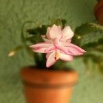 Schlumbergera truncataКвітка