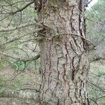 Pinus halepensis Bark