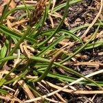 Carex pyrenaica Habitat