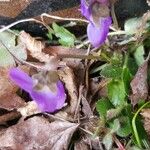 Viola hirta چھال