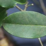 Eugenia stictopetala Leaf