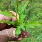 Persicaria punctata ഇല