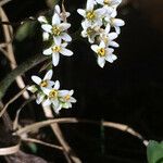 Micranthes virginiensis Flower