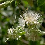 Brickellia californica Flower