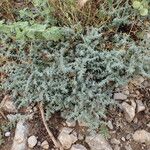 Herniaria incana Hábito