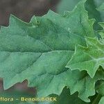 Chenopodiastrum murale Leaf