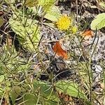 Galatella linosyris Feuille