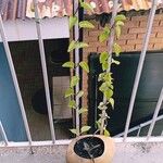 Anredera cordifolia Folha