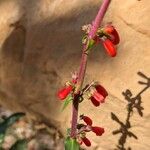 Penstemon eatonii Цвят