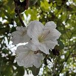 Rhododendron decorum Flor