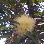 Syzygium jambos Floare