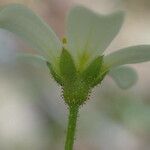 Saxifraga fragosoi Blomst