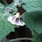 Physalis pubescens 花